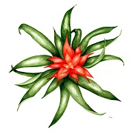 Bromeliad (Scarlet Star)