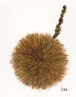 Chesnut Burr