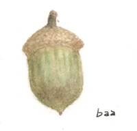 Acorn (green hue)