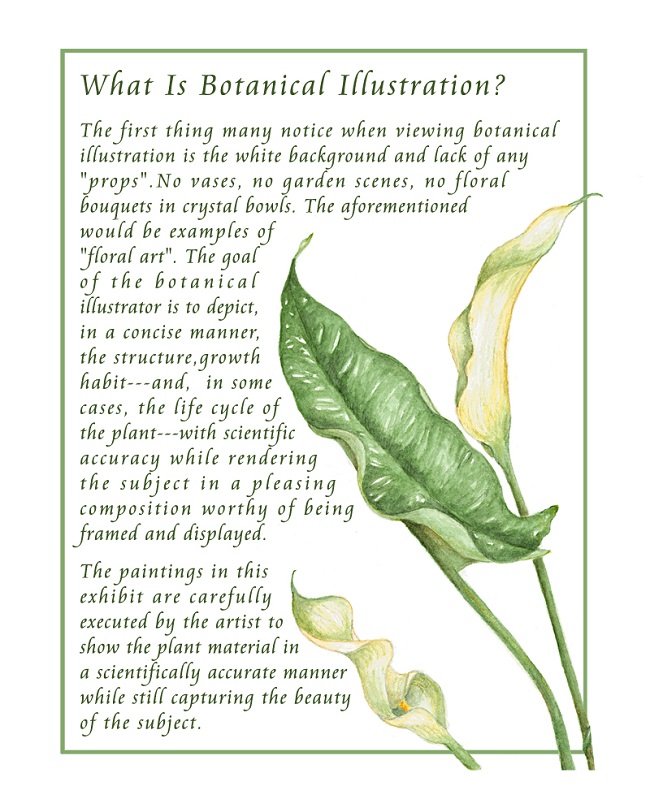 botanicaldefinition